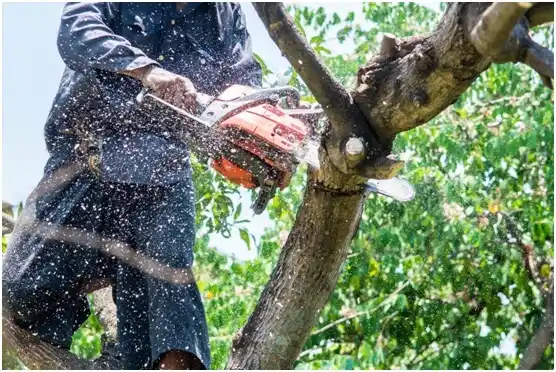 tree services Euless